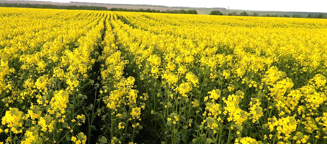 Планриз-біофор